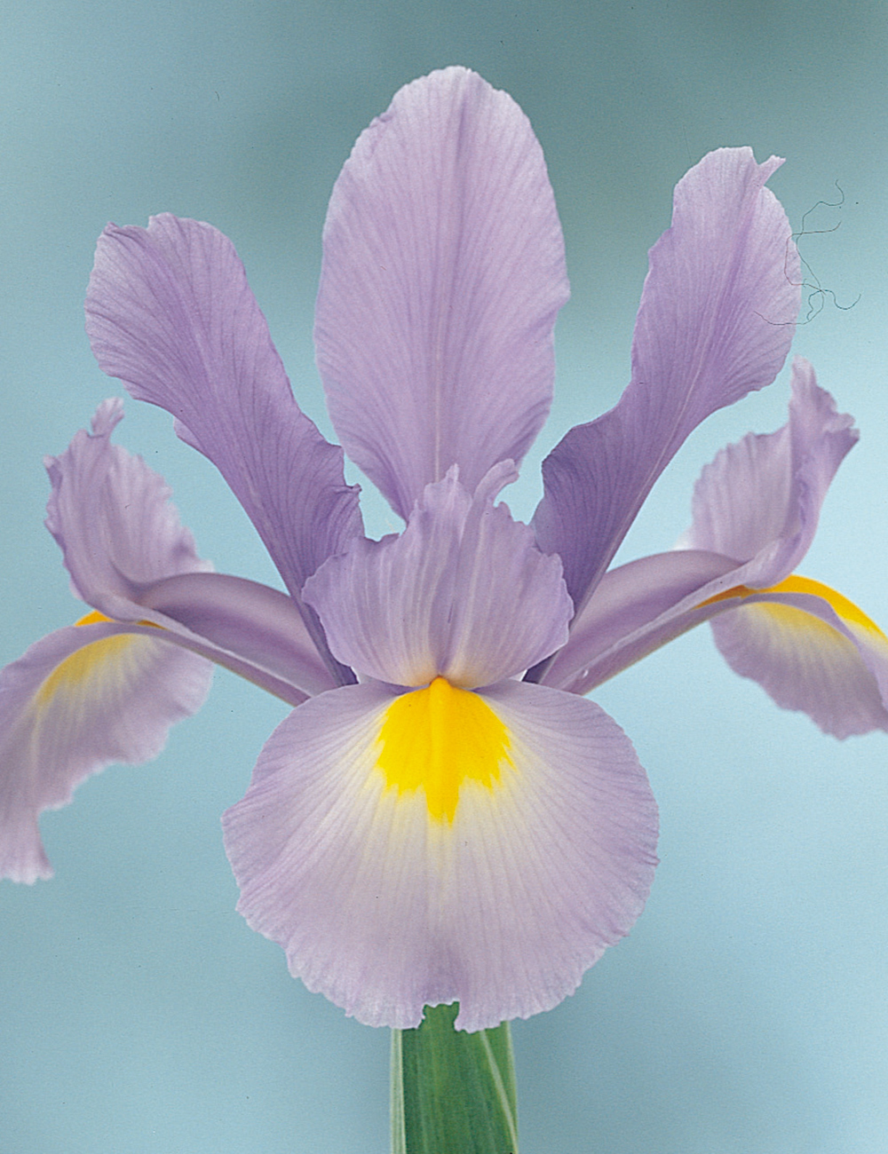 Dutch Iris 'Dutchy Blue'