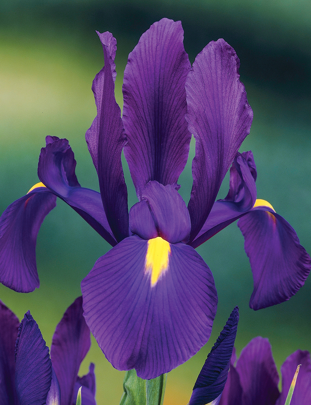 Dutch Iris 'Discovery Purple'