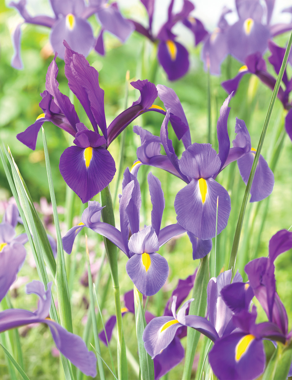 BULK BUY Dutch Iris 'Discovery'