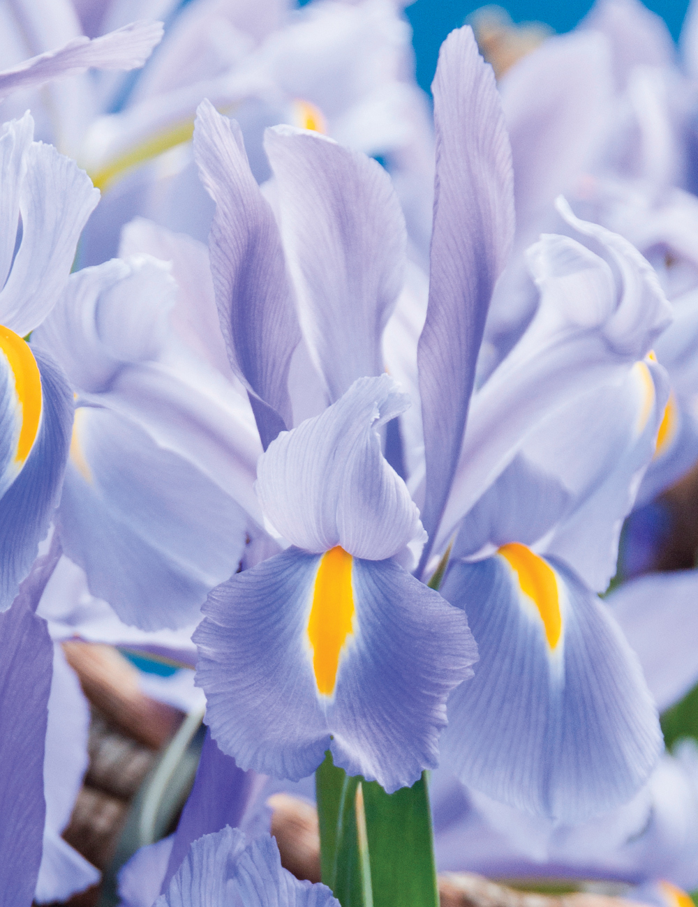 Dutch Iris 'Discovery Sky'