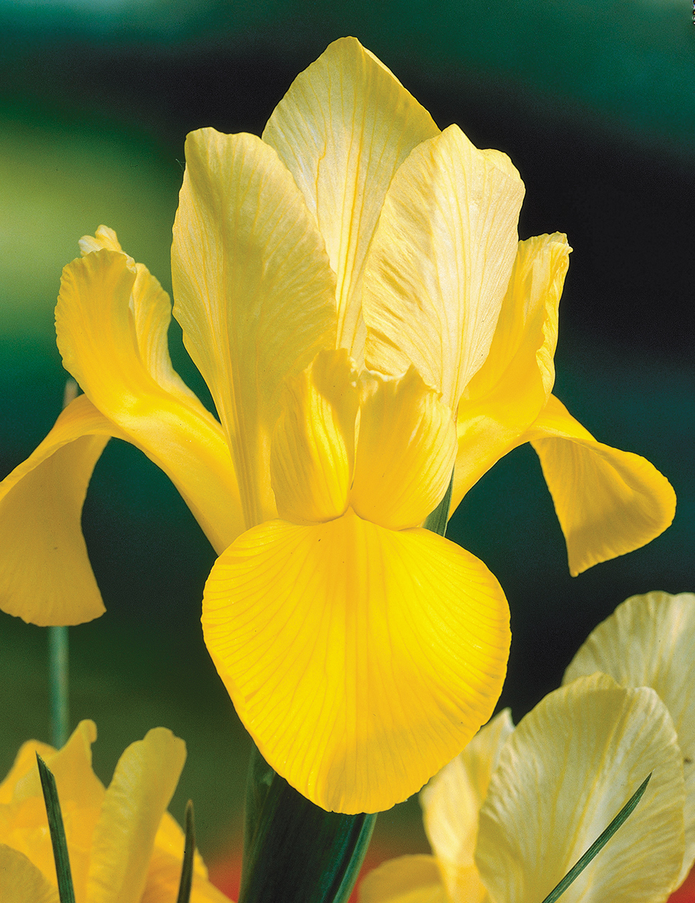 Dutch Iris 'Golden Beauty'