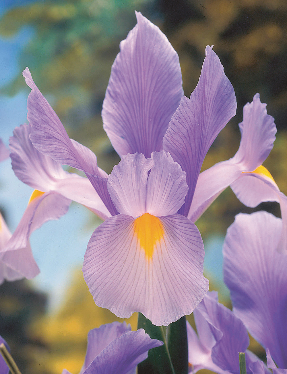 Full Bloom Dutch Irises - Lavender — CaljavaOnline