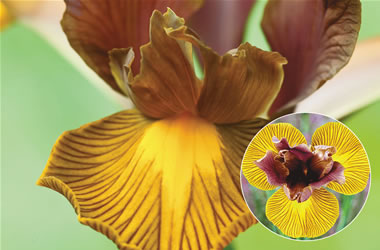 Dutch Iris Lion King