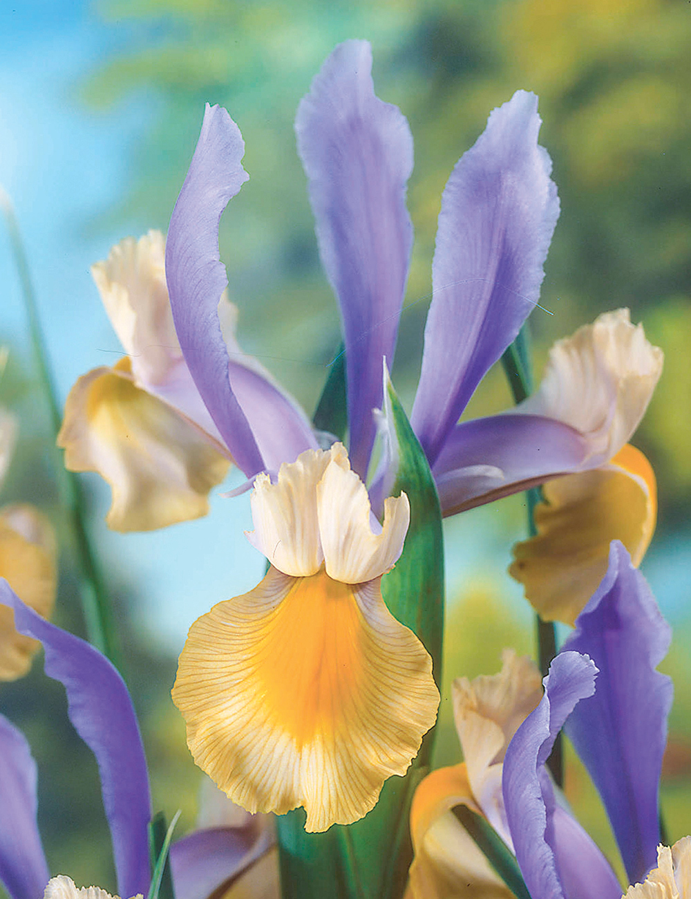 Dutch Iris 'Miss Saigon'