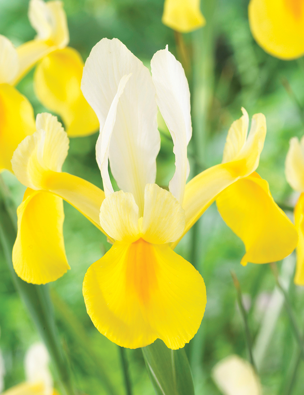 Dutch Iris 'Montecito'