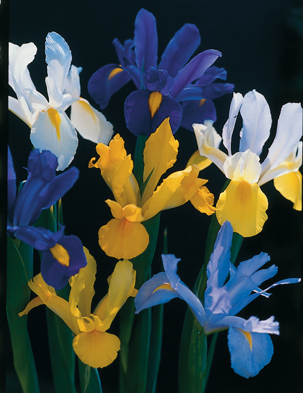 Dutch Iris Mixed