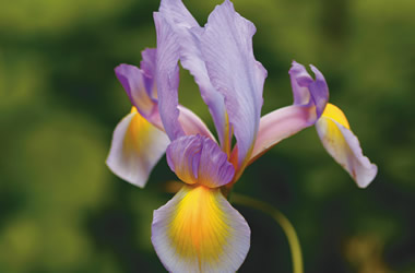(19C) Dutch Iris Rosario