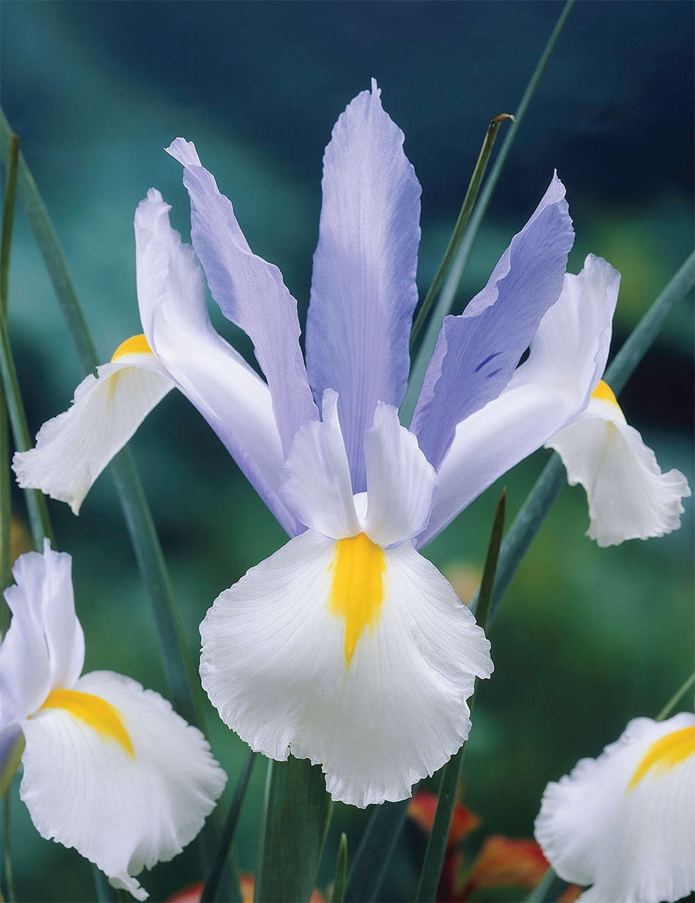Dutch Iris 'Silvery Beauty'