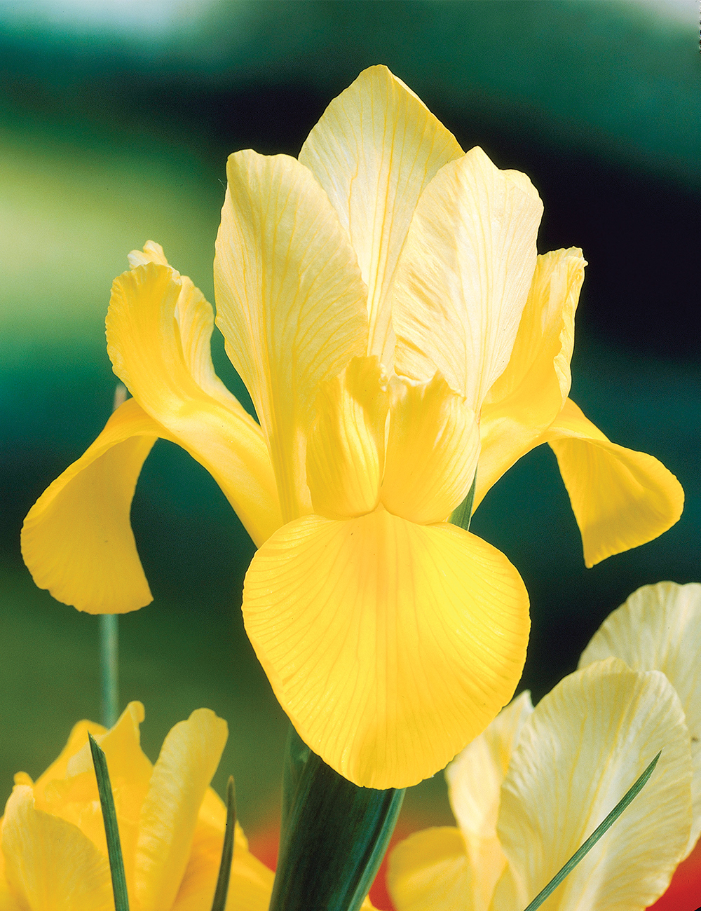 Dutch Iris 'Shooting Star'