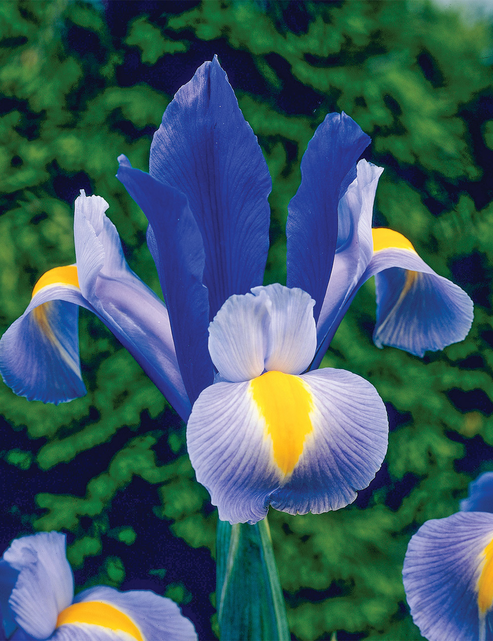 Dutch Iris 'Sapphire Beauty'