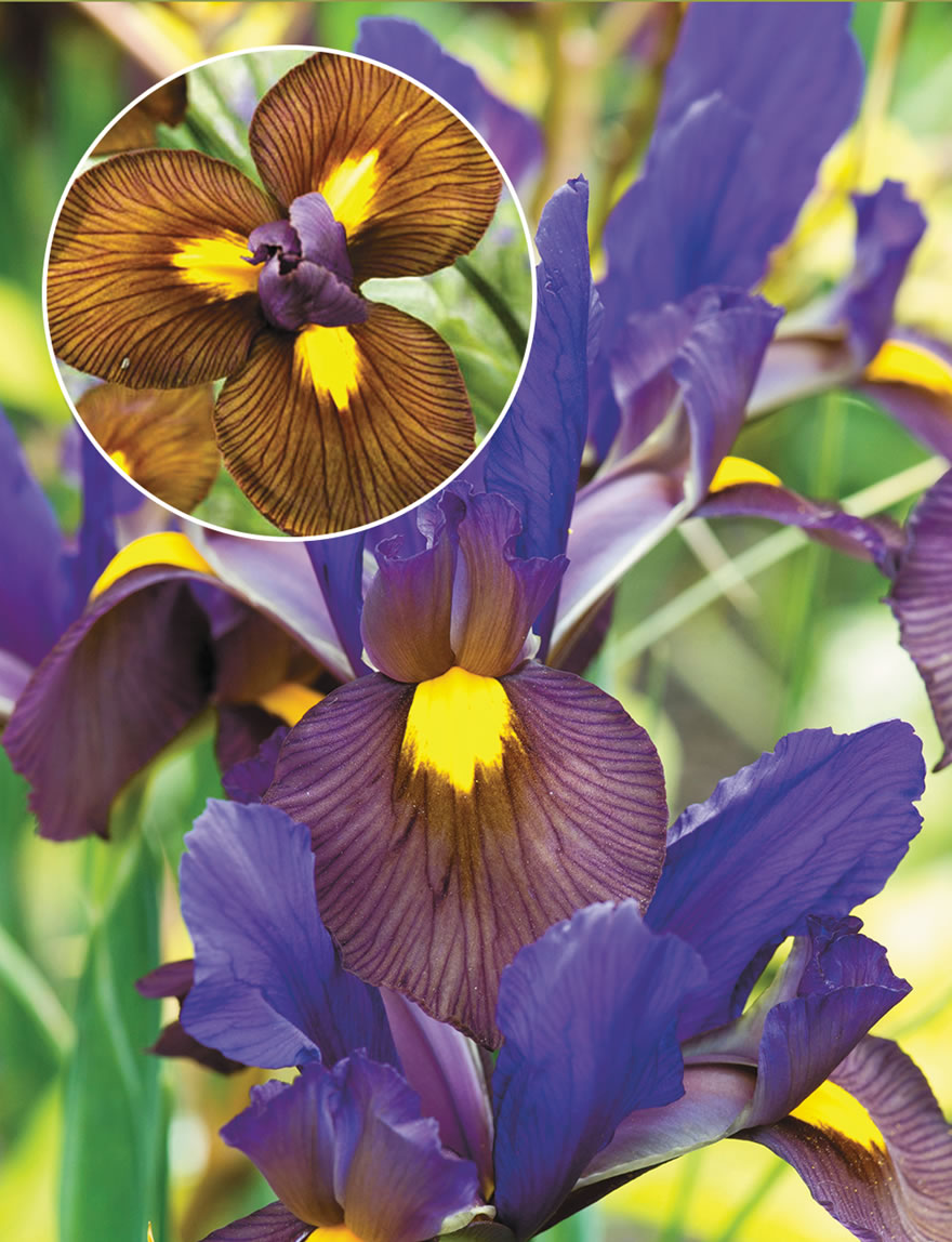 Dutch Iris Eye of the Tiger