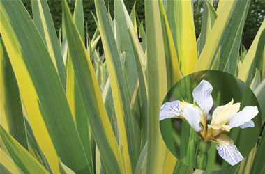 Iris Variegata