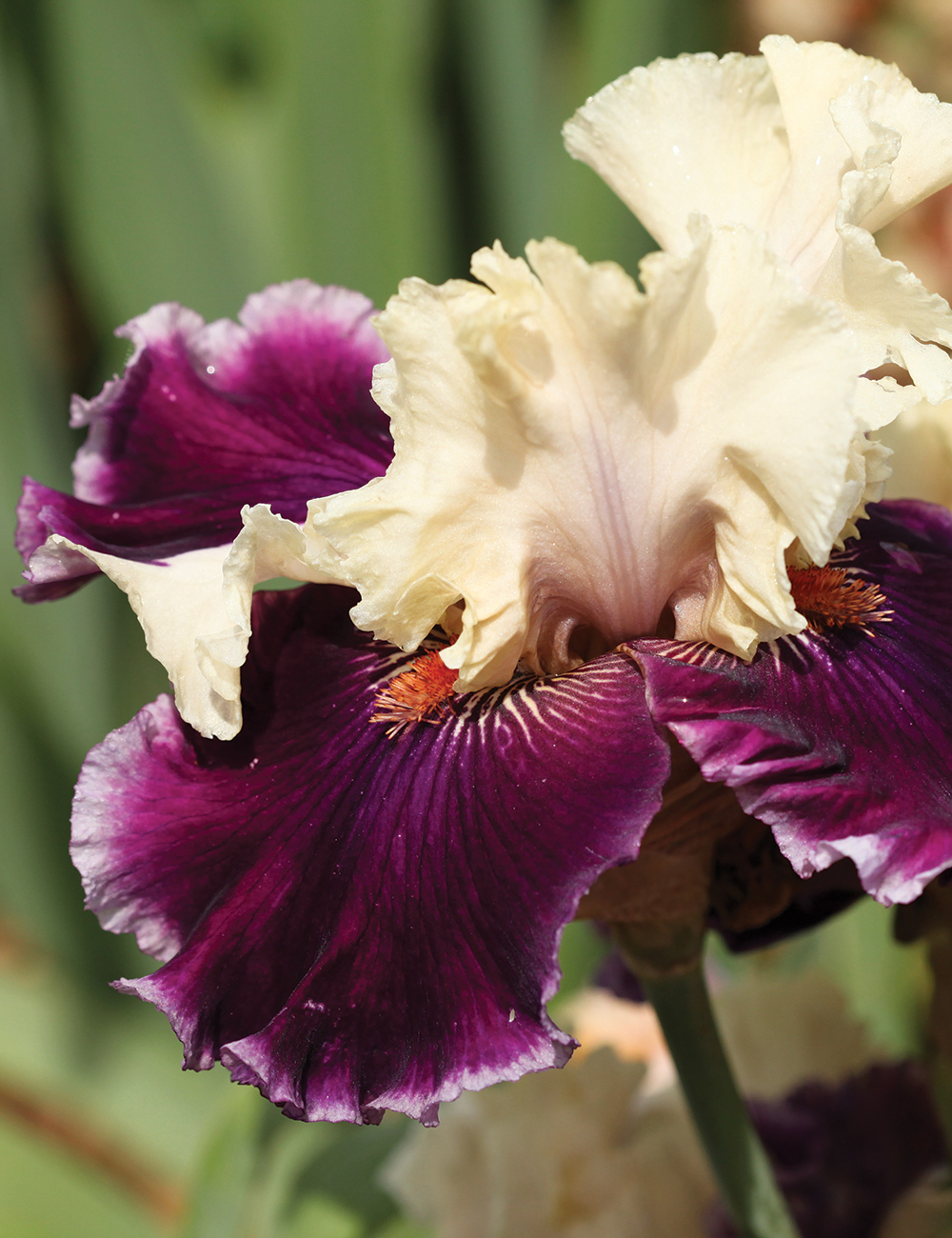 Bearded Iris 'Astrobubbles'