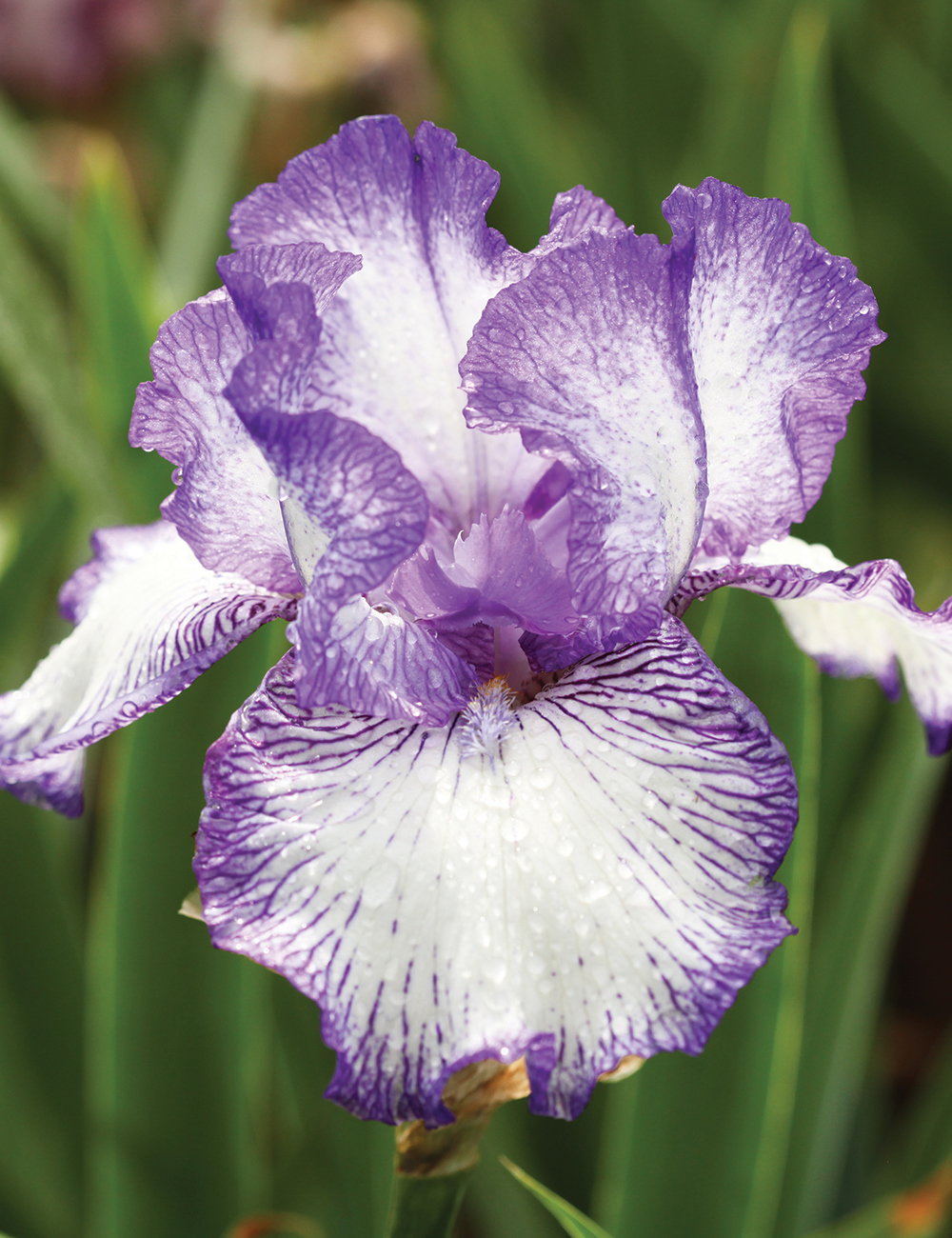 Bearded Iris 'Autumn Circus'