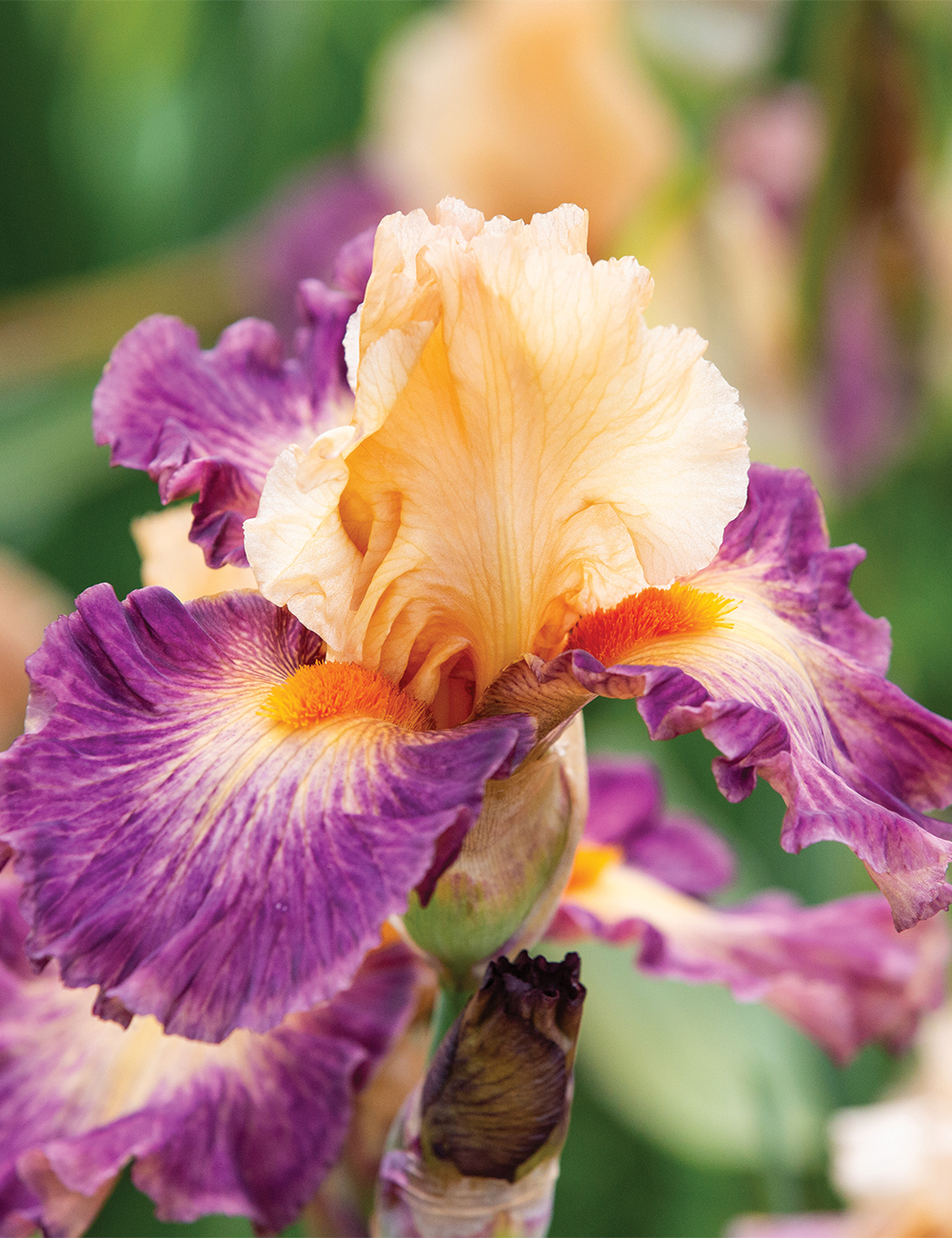 Bearded Iris 'Brazilian Art'