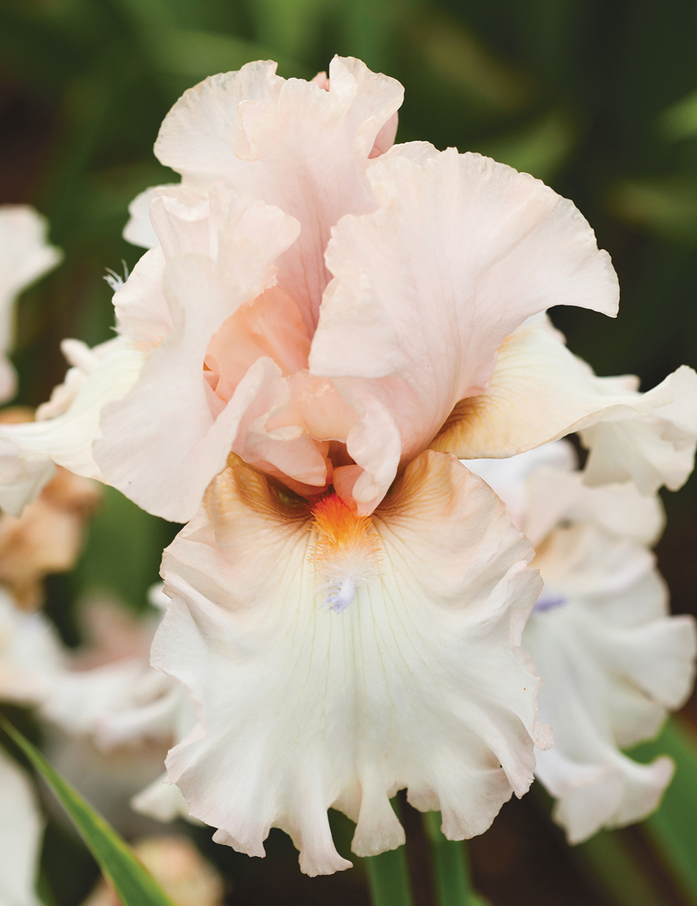 Bearded Iris 'Be My Girl'