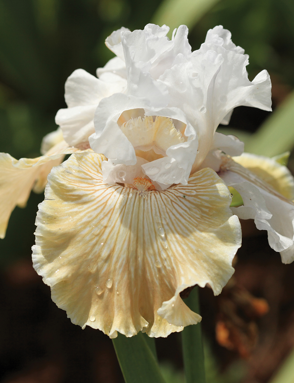 Bearded Iris Chardonnay Ice