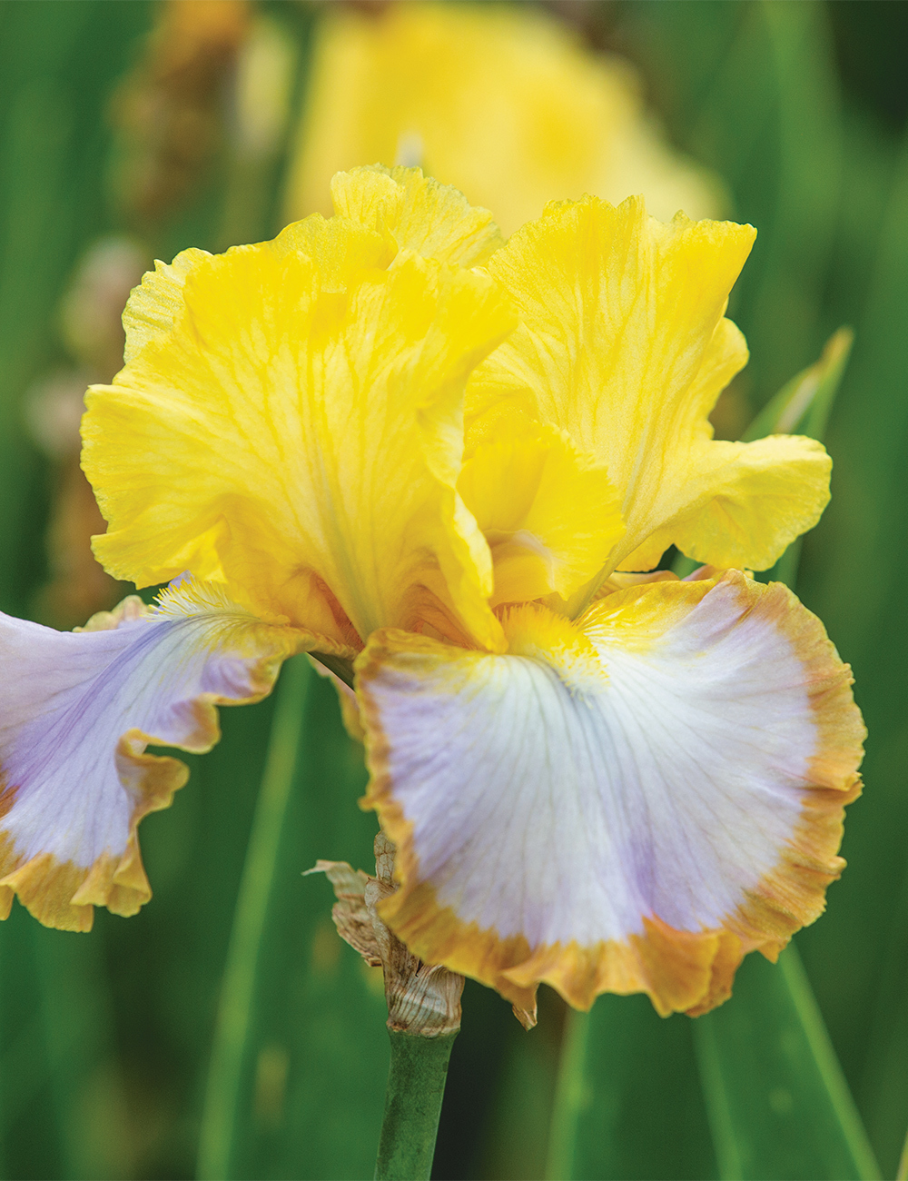 Bearded Iris Calming Influence