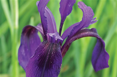 Crested Iris Crested Iris