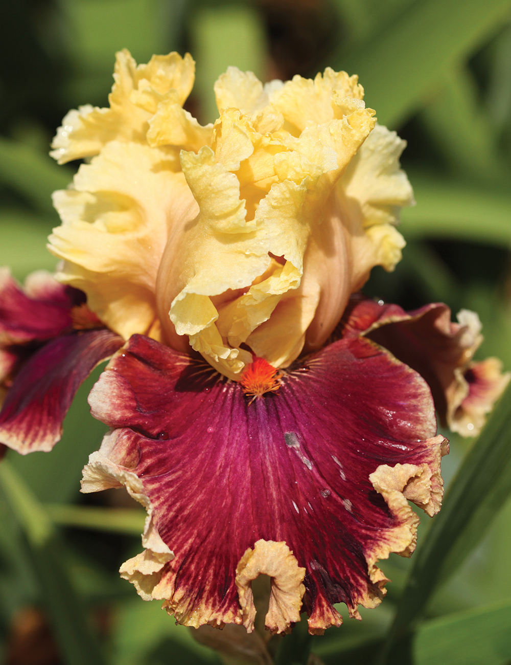 Bearded Iris 'Decadence'