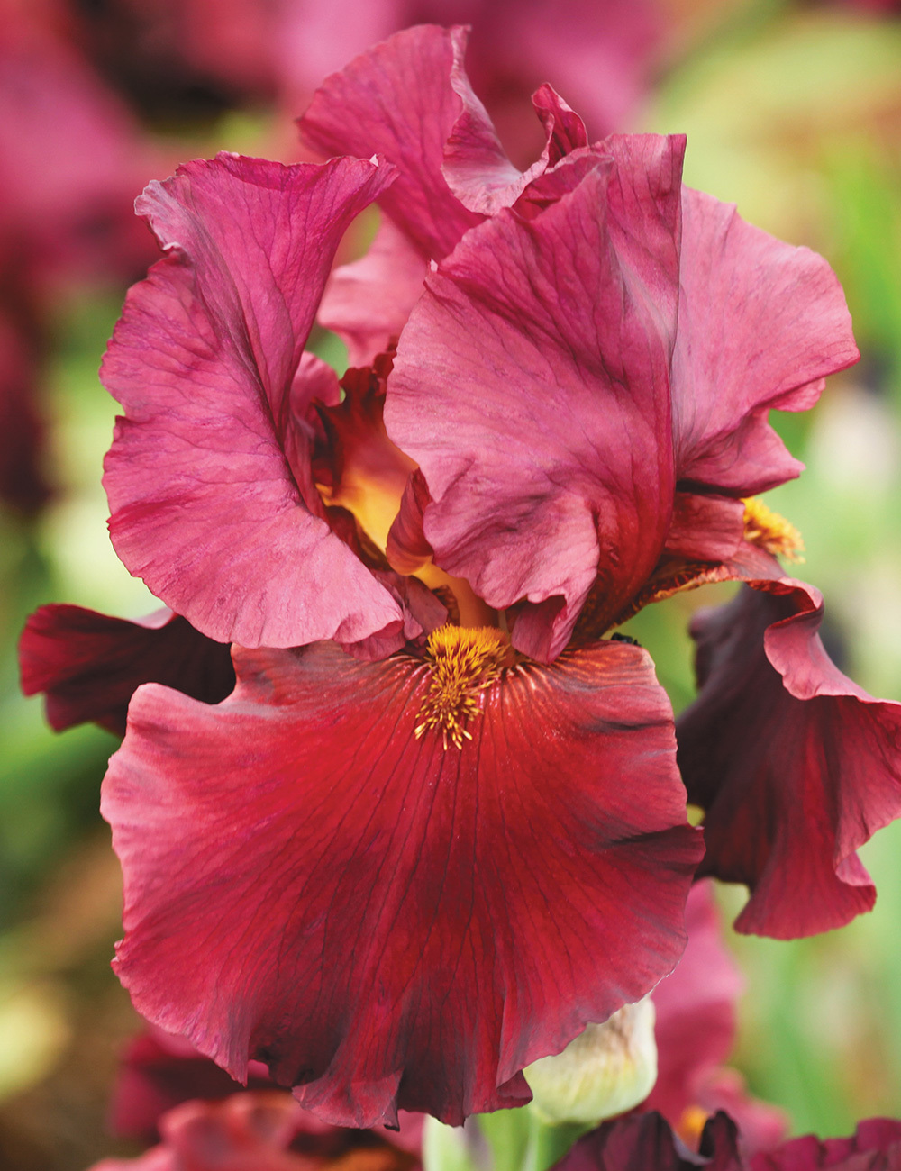 Bearded Iris 'Dynamite'