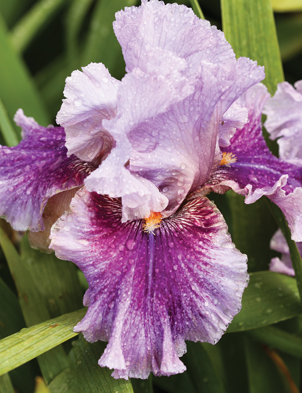 Bearded Iris Enchanter