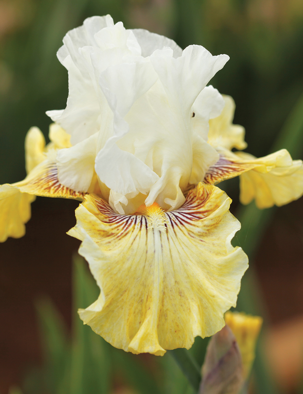 Bearded Iris 'Fancy a Flutter'