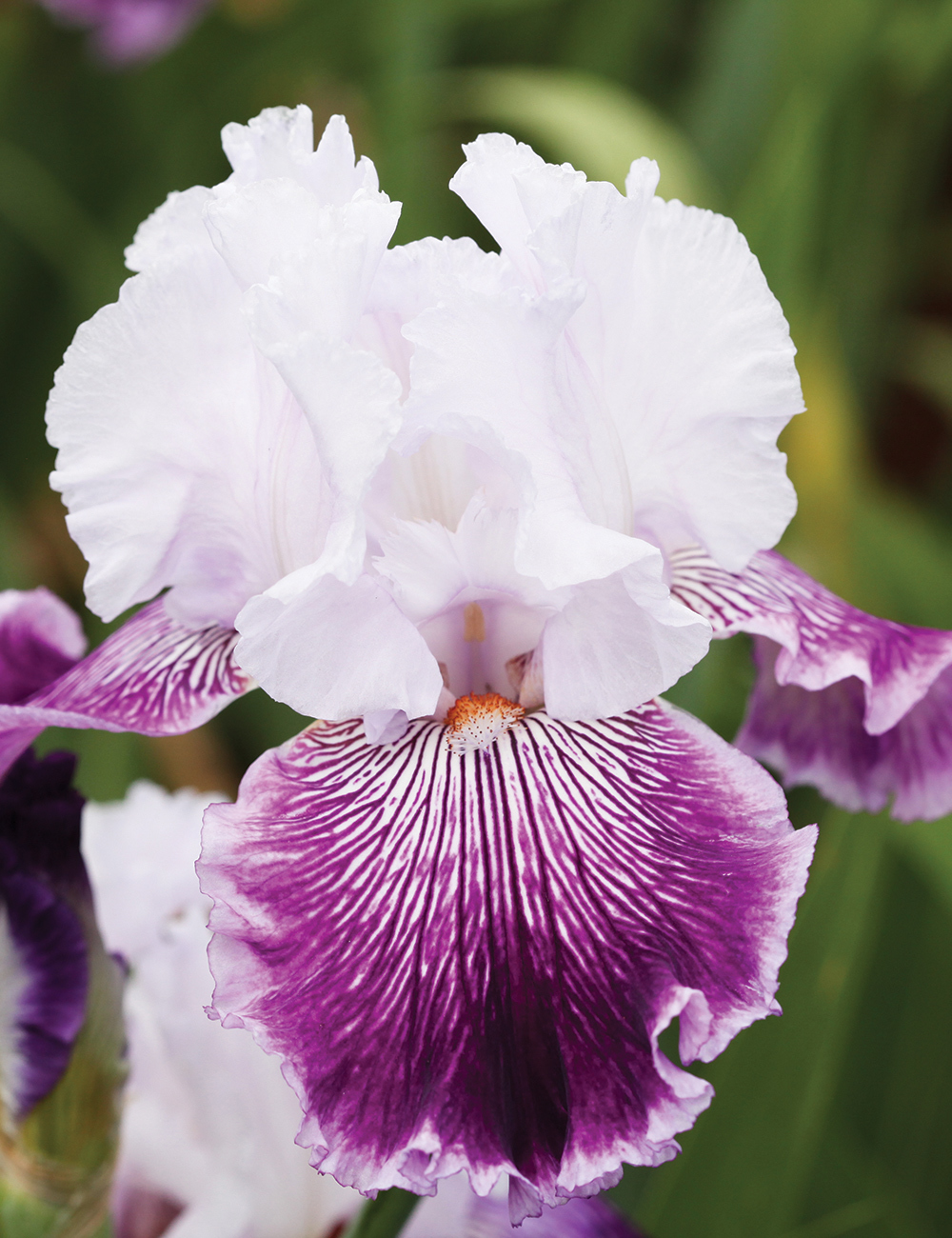 Bearded Iris 'Gypsy Geena'