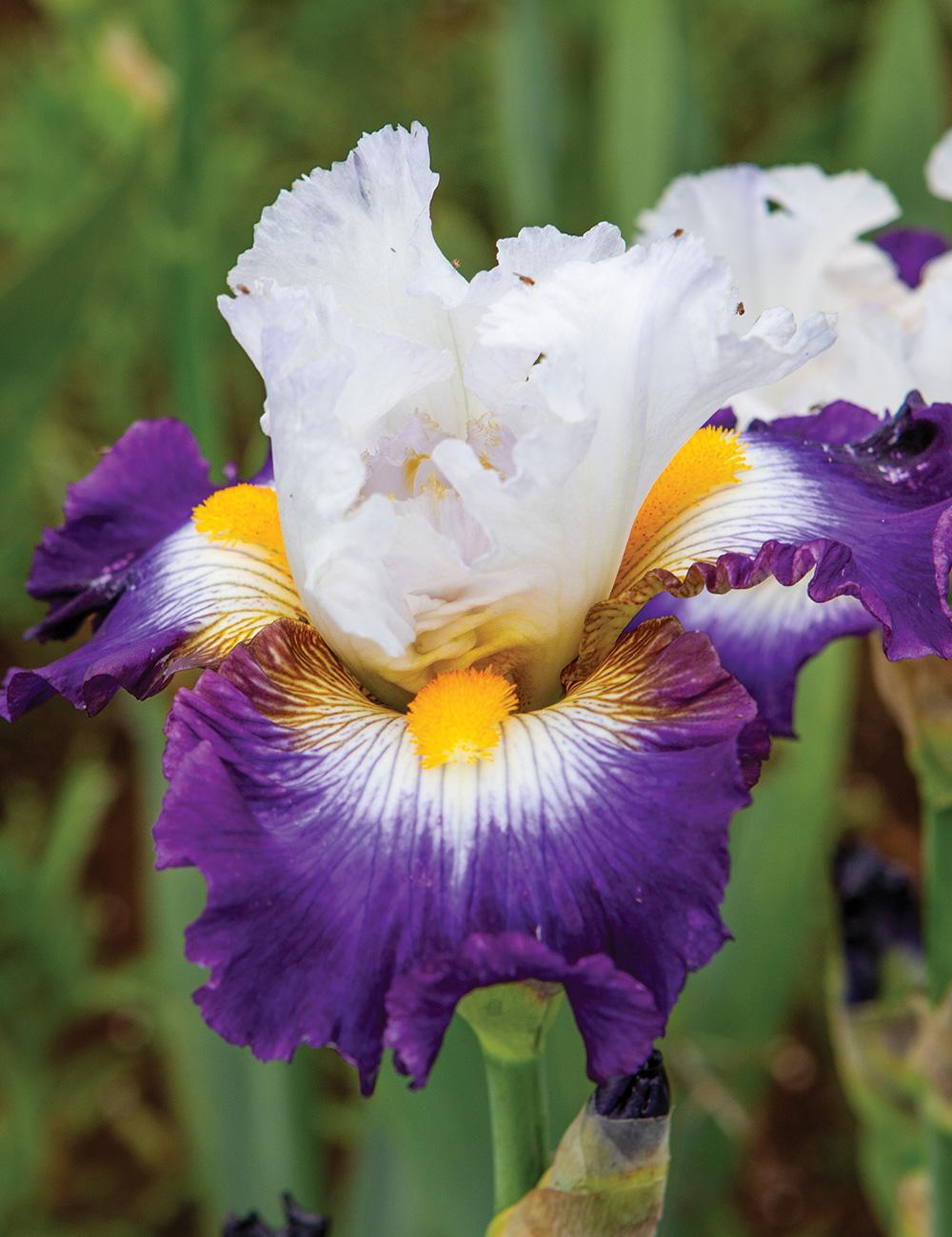 Bearded Iris 'Grand Stand'