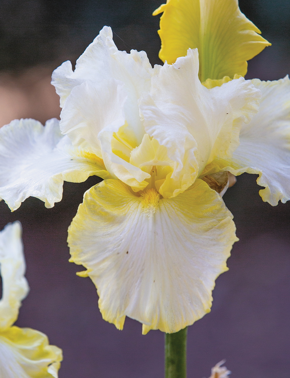 Bearded Iris Gypsy Woman