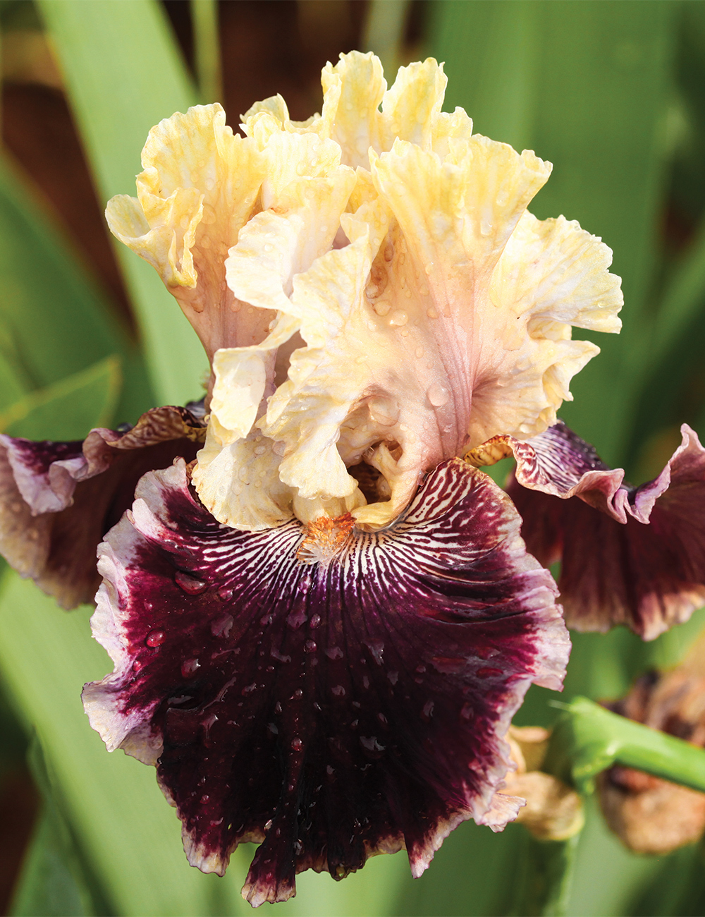 Bearded Iris 'Indulgence'