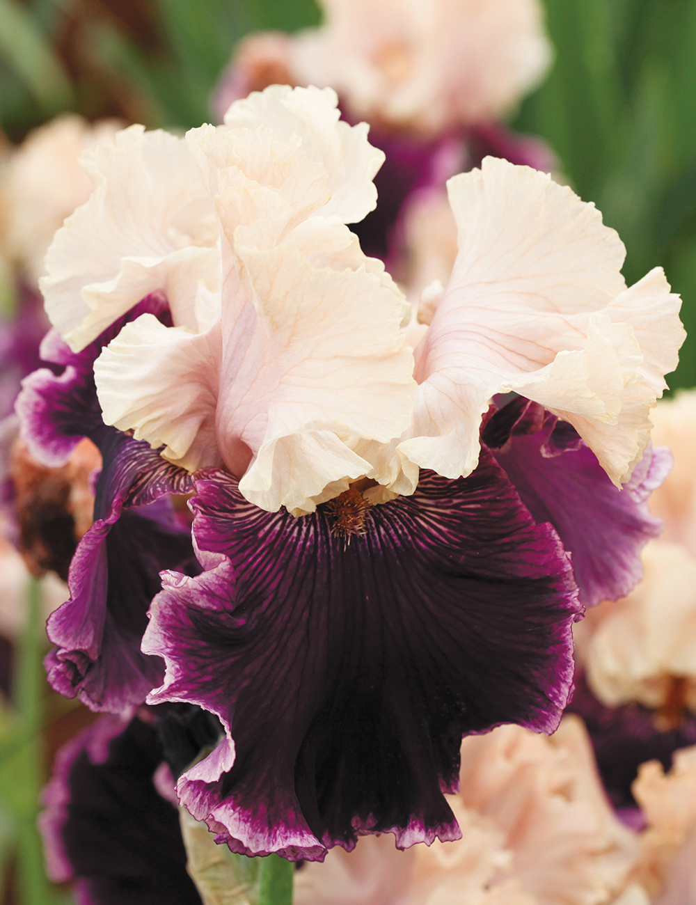 Bearded Iris 'Jamaica Me Crazy'