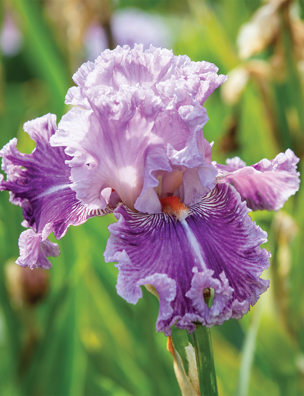 Bearded Iris 'Just Witchery'