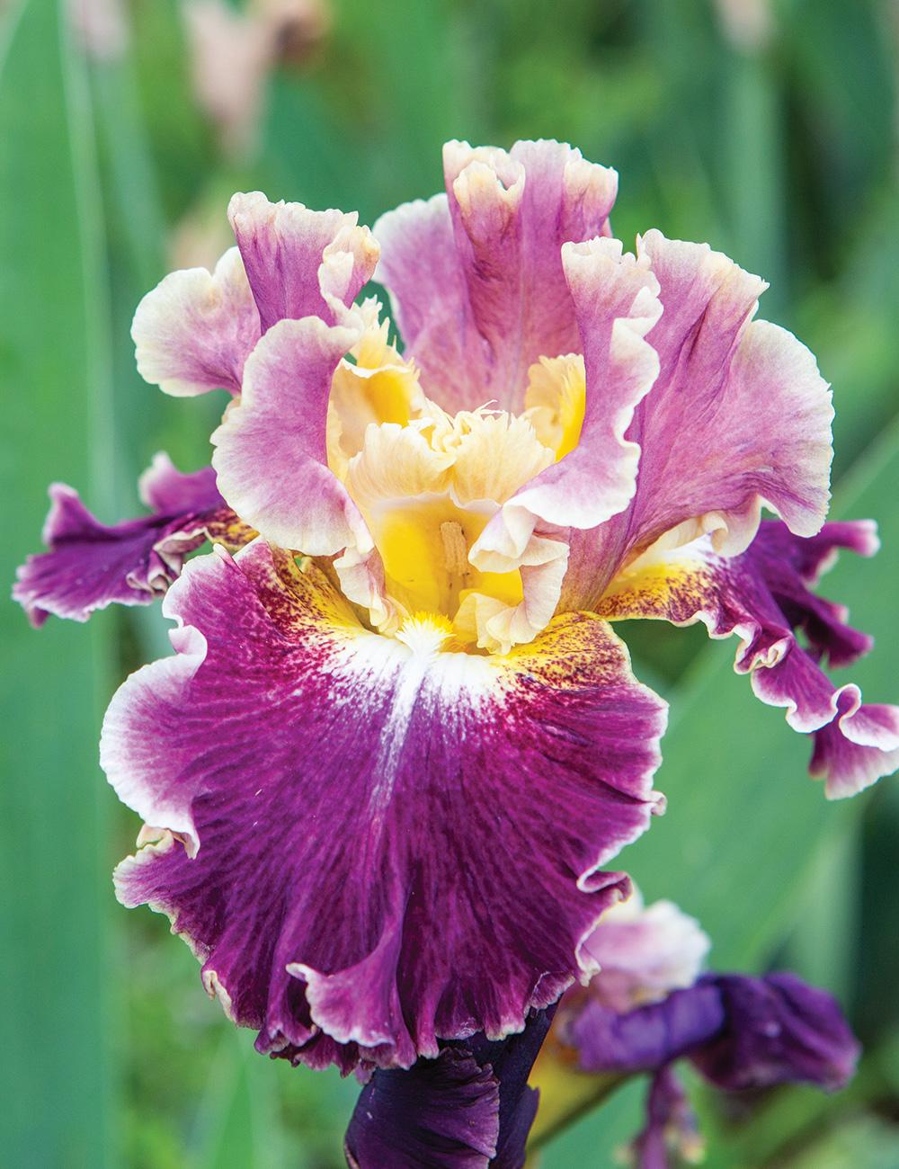 Bearded Iris 'Montemartre'