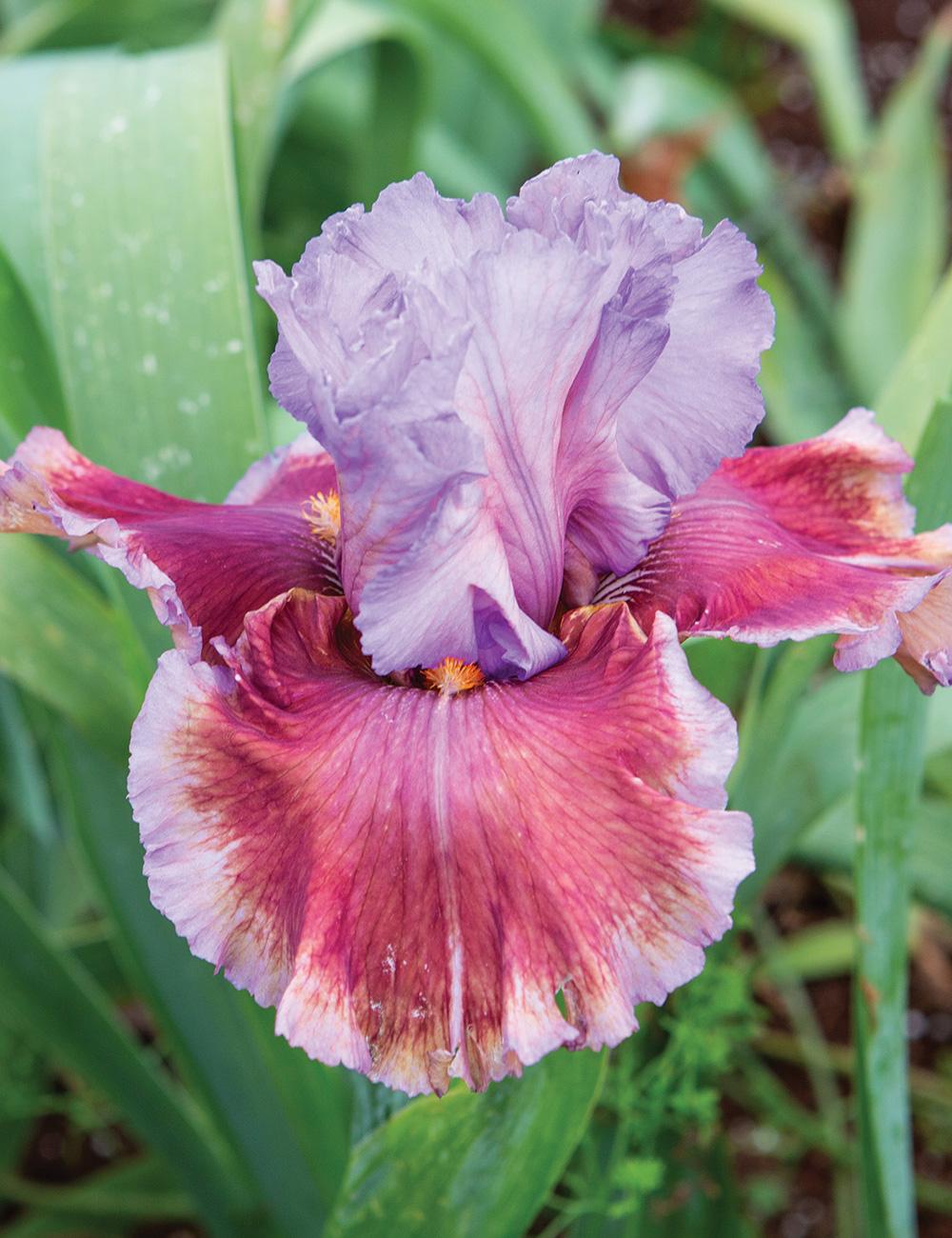 Bearded Iris 'More Please'