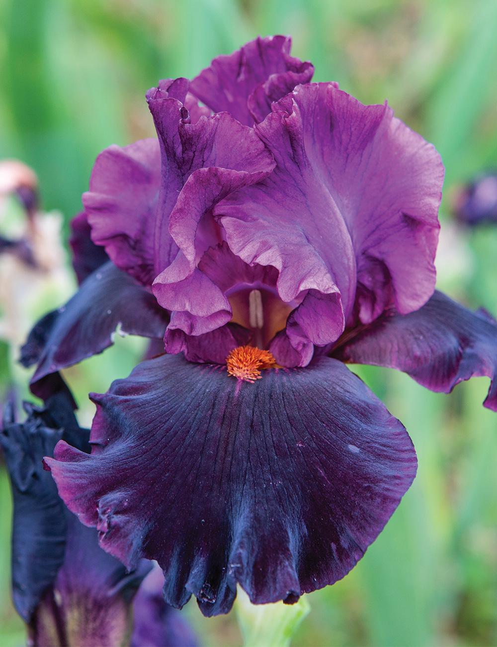 Bearded Iris 'Magical Realism'