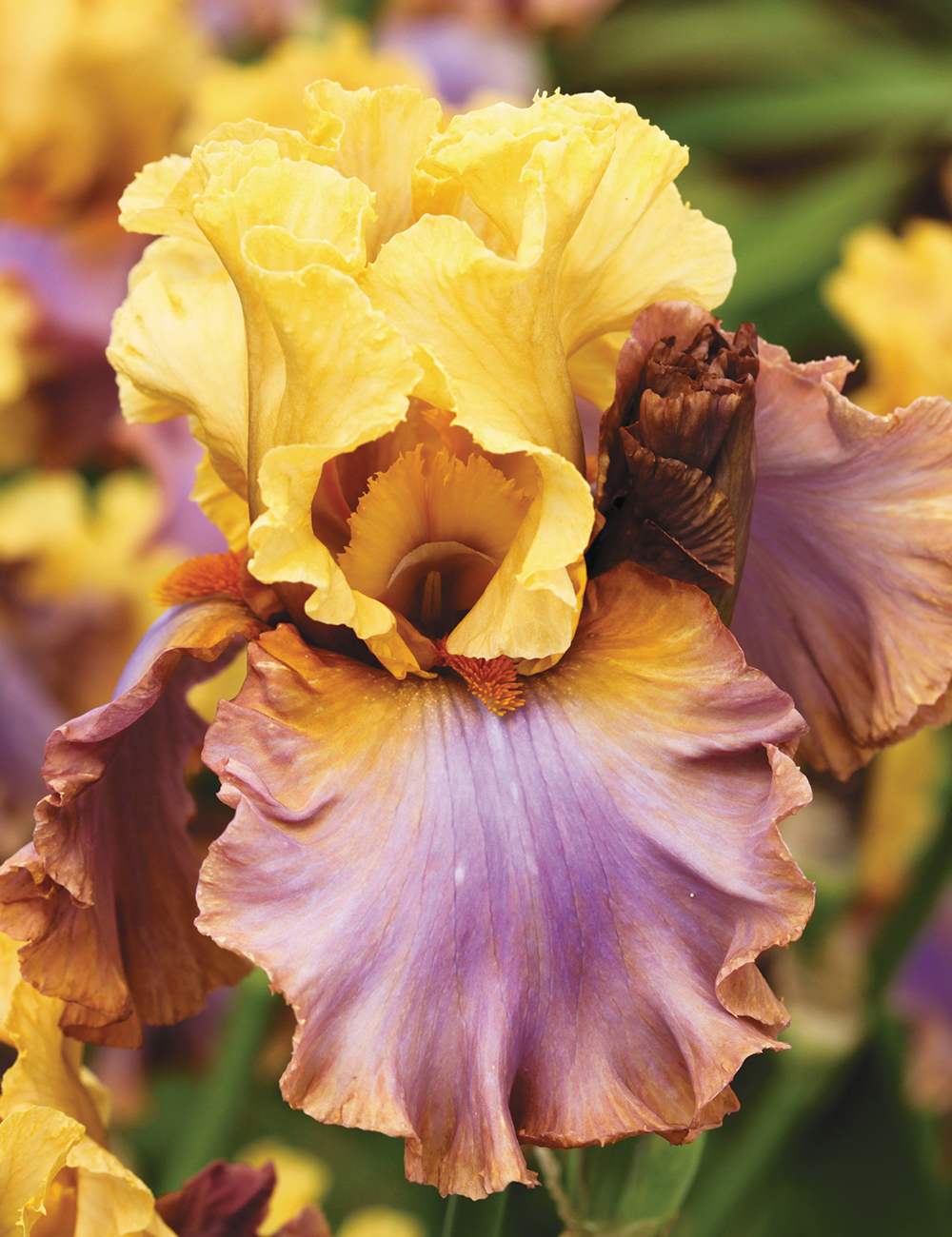 Bearded Iris Noble Port