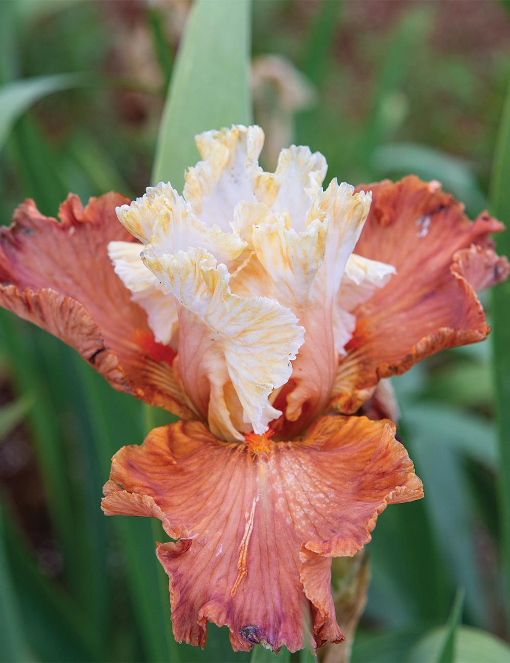 Bearded Iris 'October Dreaming'