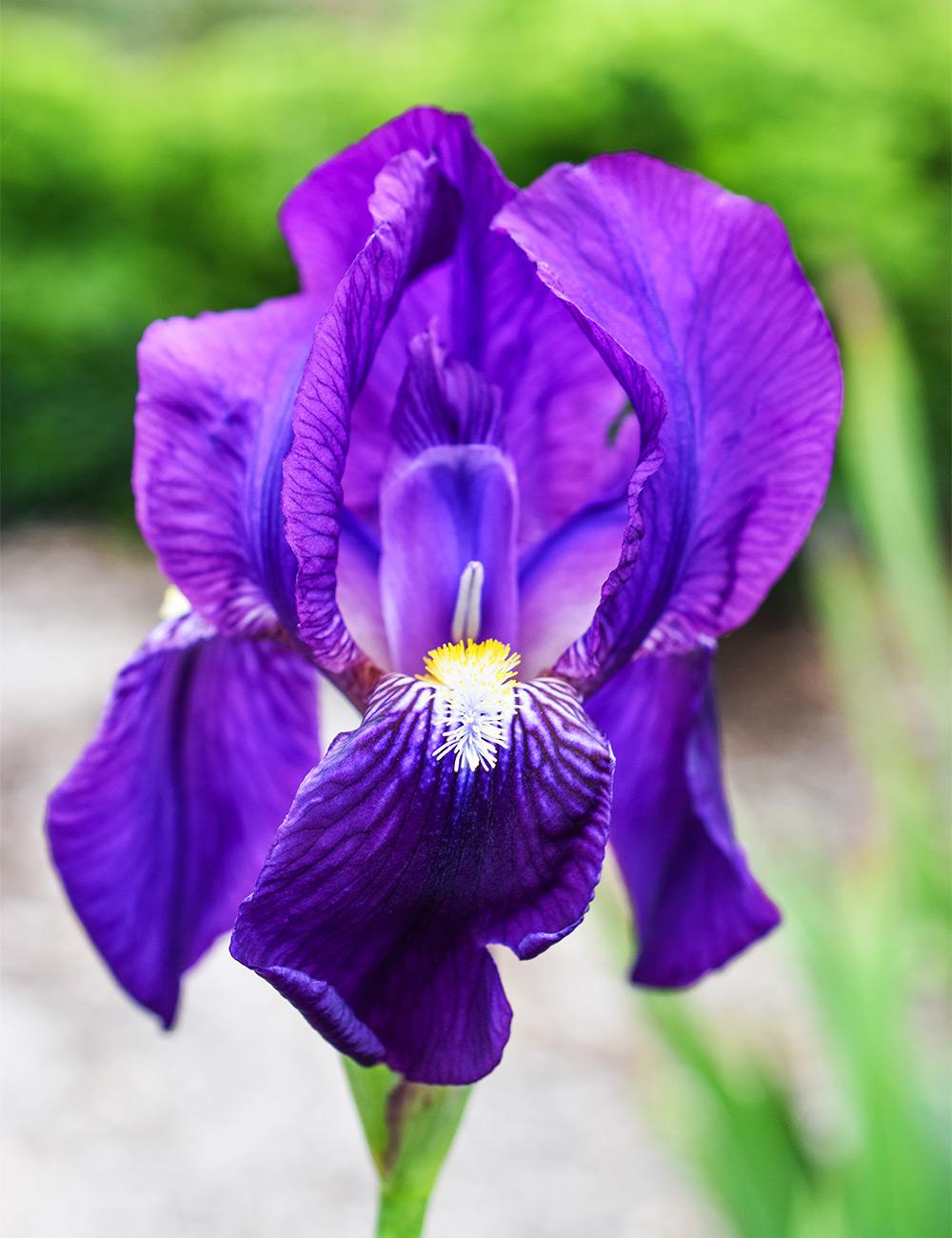 Bearded Iris 'Old Purple'