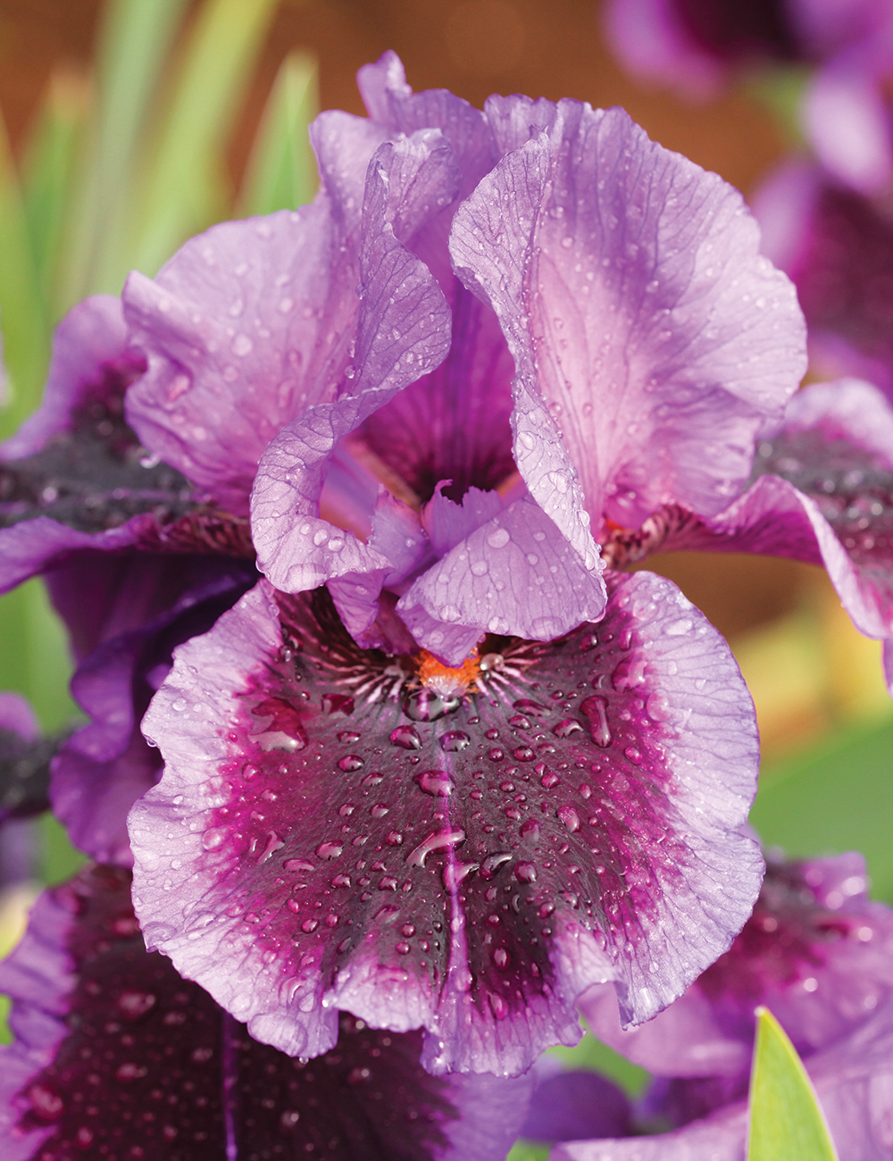 Bearded Iris 'Pagan Dance'