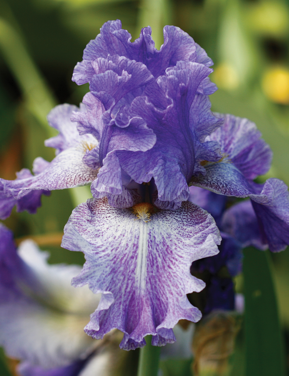 Bearded Iris 'Palm Reader'