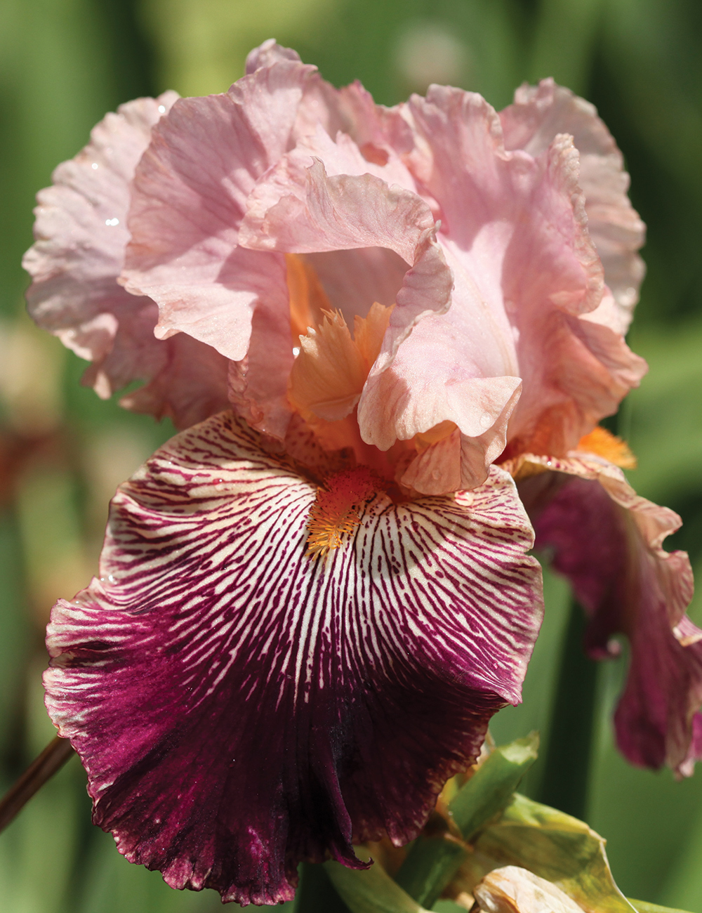 Bearded Iris 'Panama Hatte'