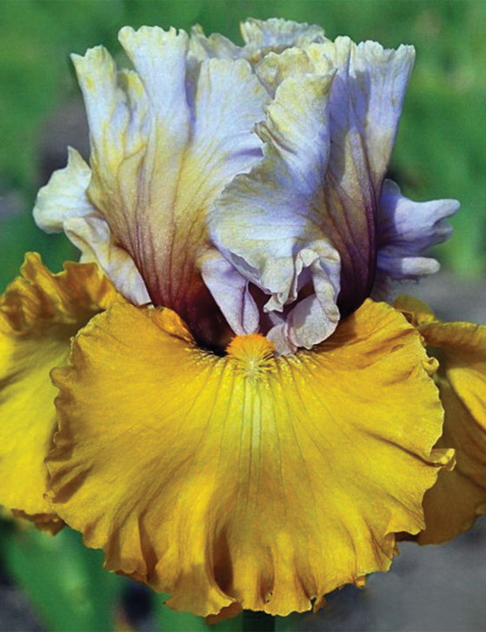 Bearded Iris 'Pirate Queen'