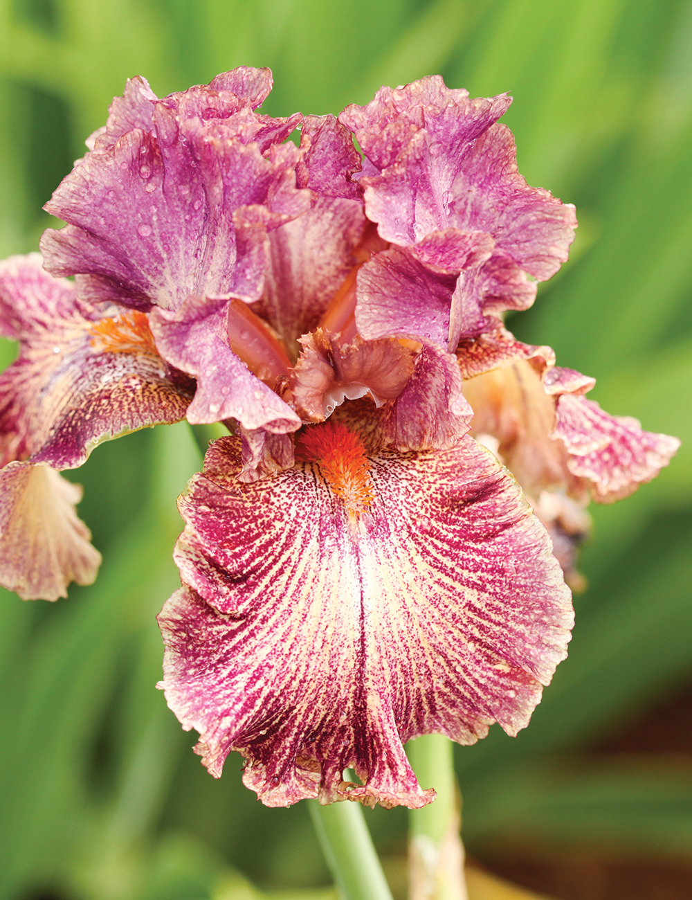 Bearded Iris Queen Calico