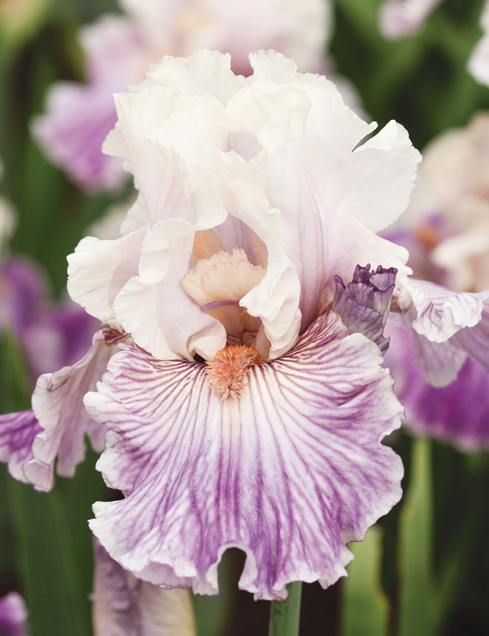 Bearded Iris 'Reckless in Denim'