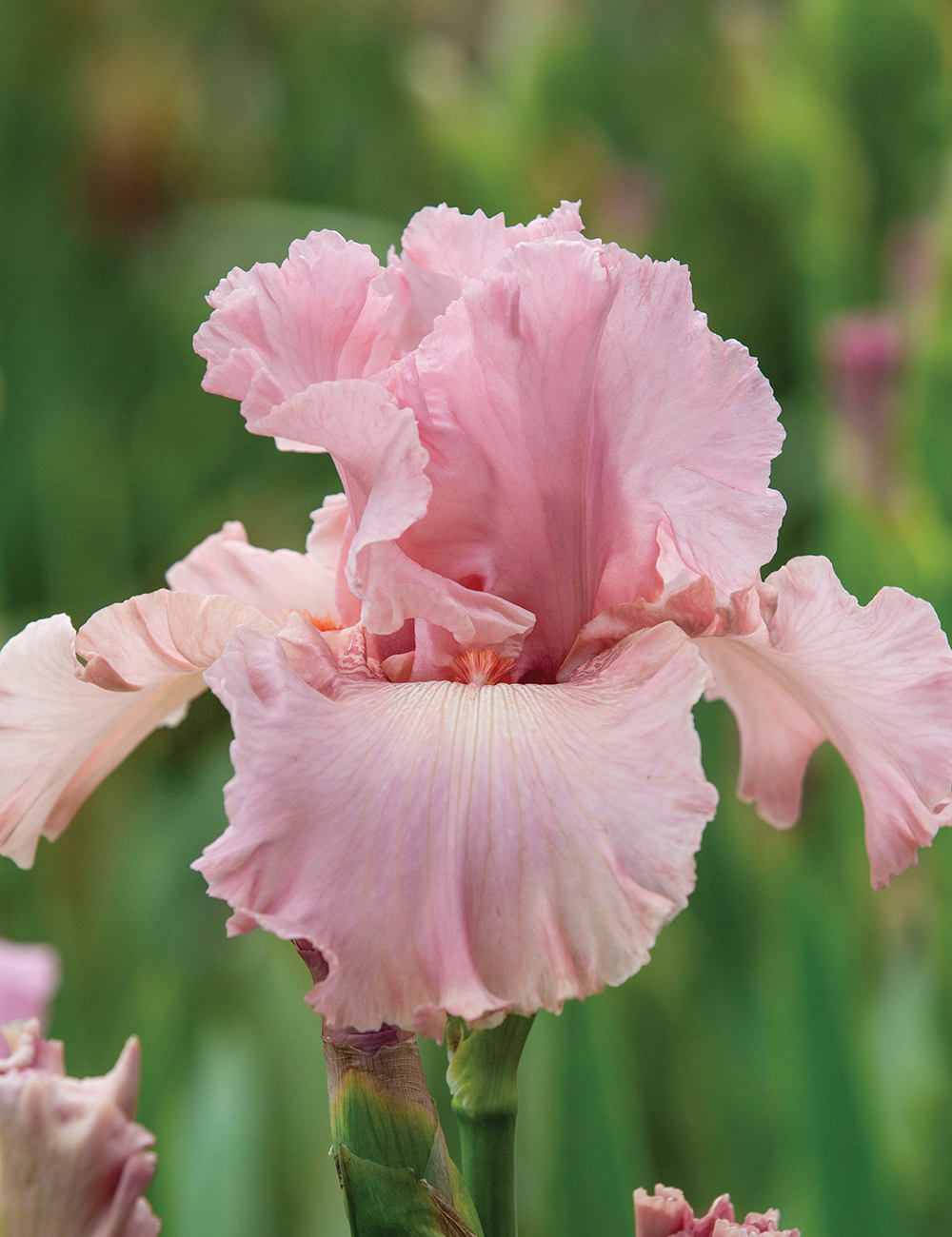 Bearded Iris 'Star Appeal'