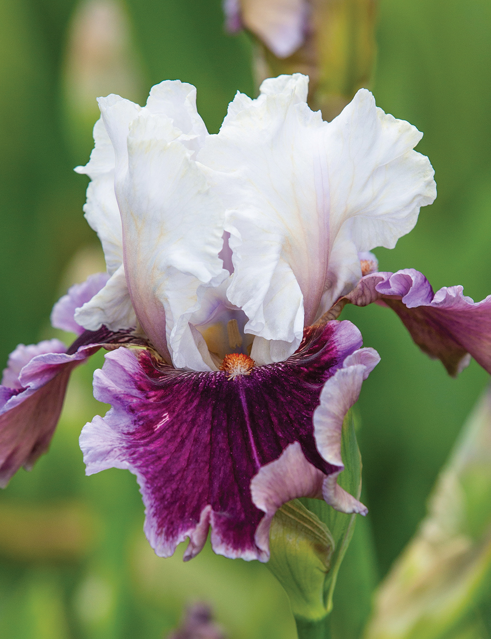 Bearded Iris 'Strawberry Freeze'