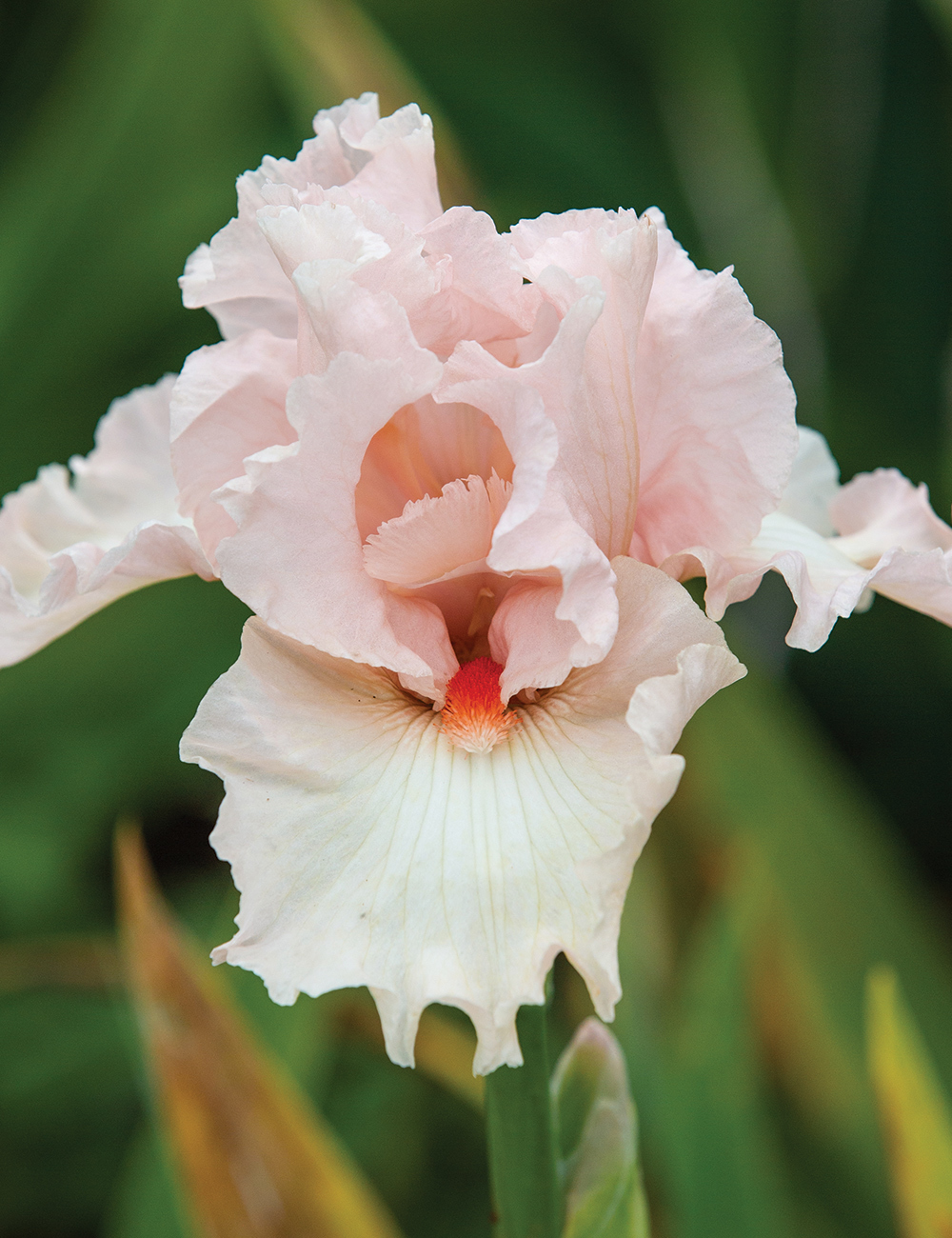 Bearded Iris 'Sweet Talking Woman'