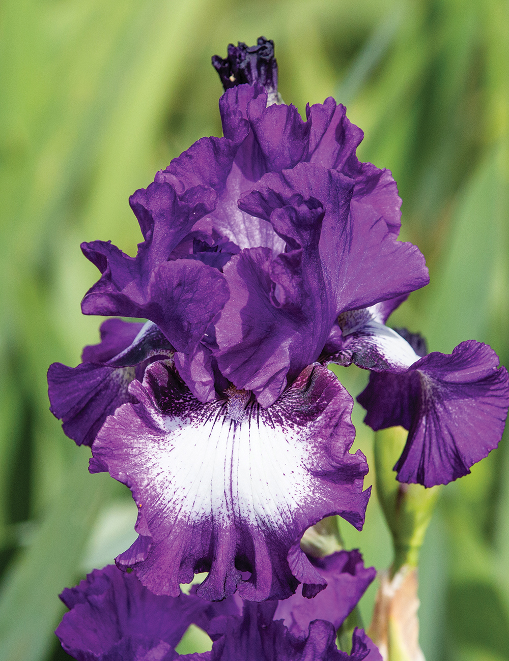 Bearded Iris 'Time Alone'