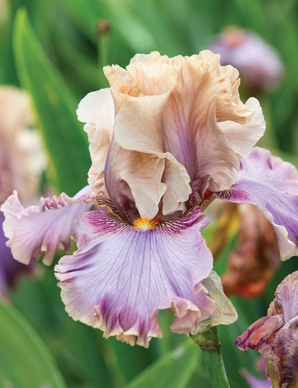 Bearded Iris 'Tuscan Glow'
